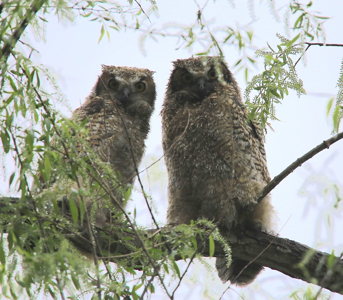 Great horned owls  minnesota saturday may 23rd 2020 Great horned owls  minnesota saturday may 23rd 2020
